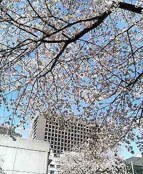 青山公園の写真3