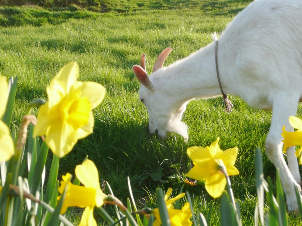 京都府畜産技術センター 碇高原牧場の写真2
