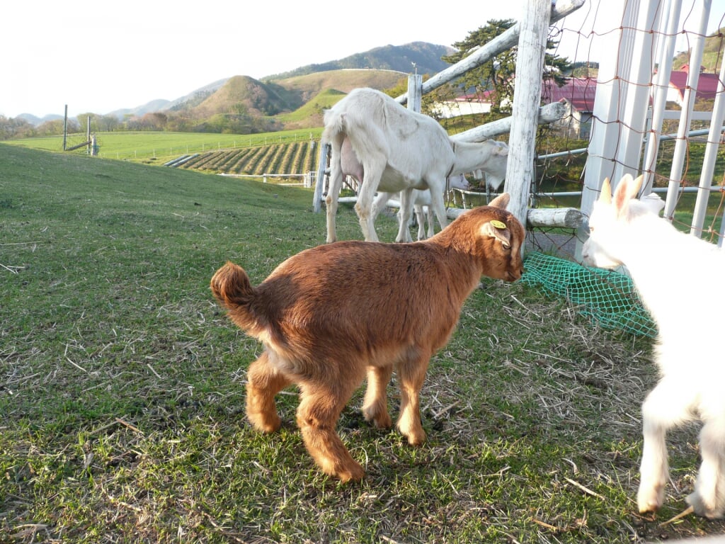 京都府畜産技術センター 碇高原牧場の写真3
