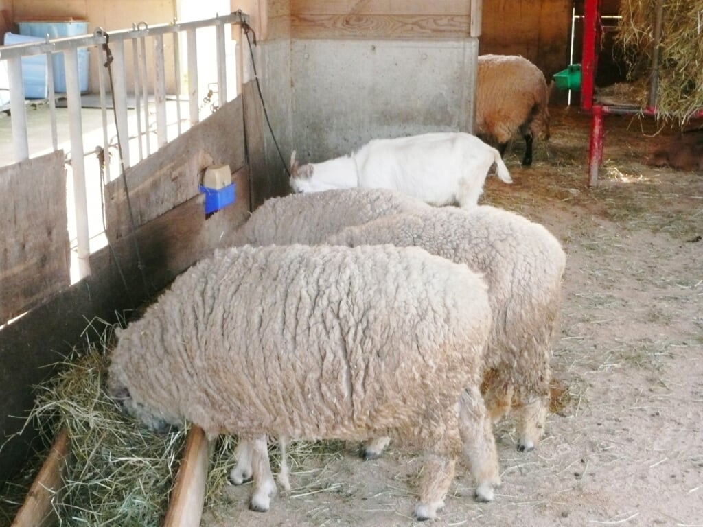 京都府畜産技術センター 碇高原牧場の写真4