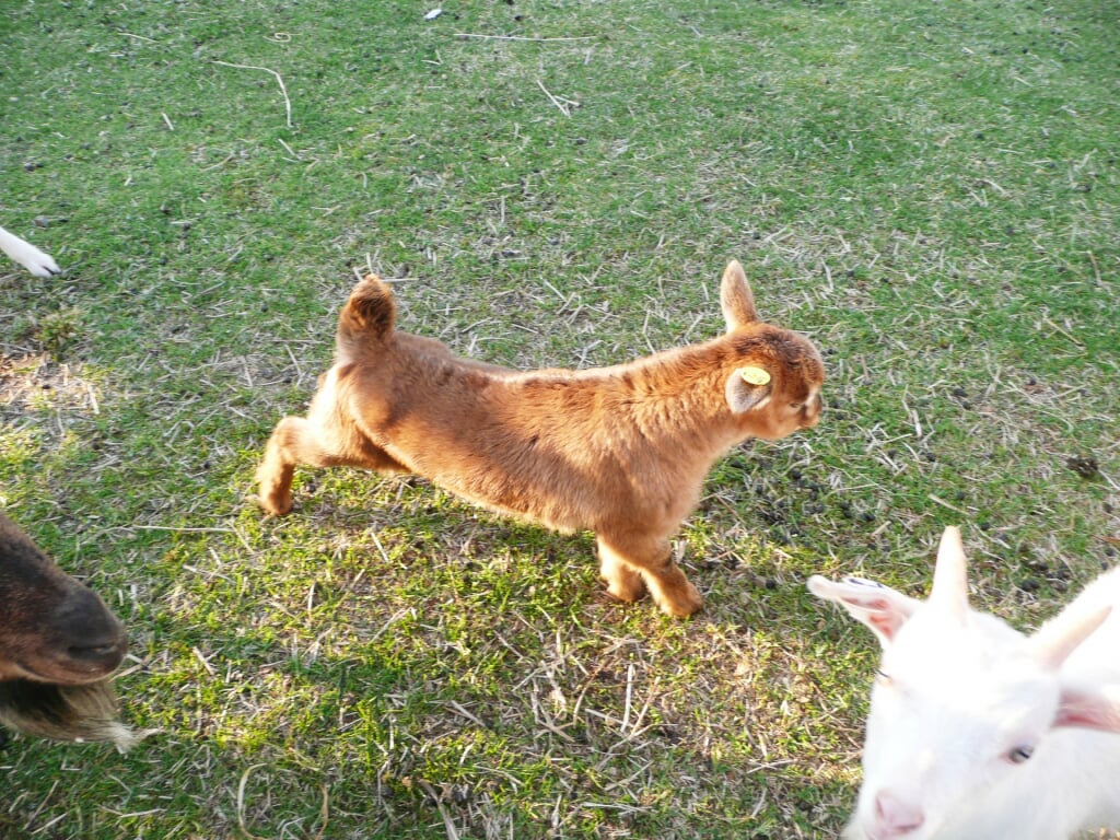 京都府畜産技術センター 碇高原牧場の写真7