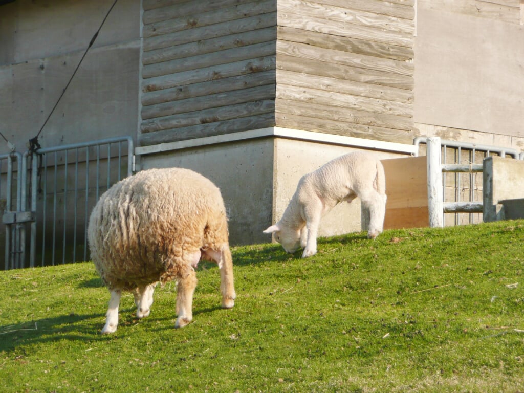京都府畜産技術センター 碇高原牧場の写真8
