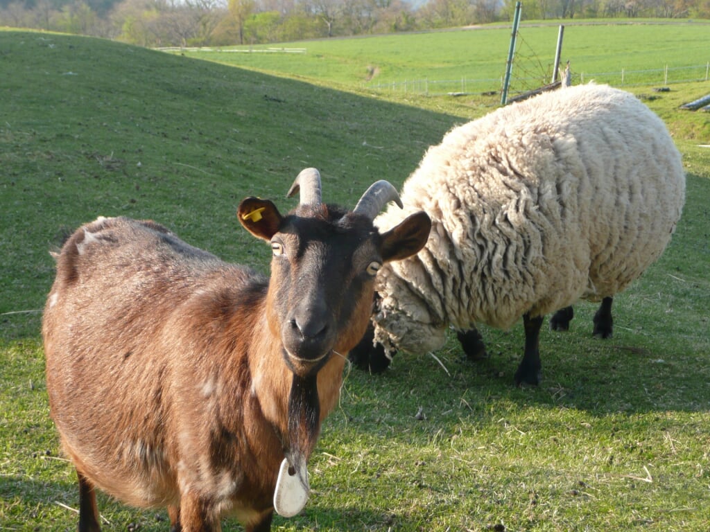 京都府畜産技術センター 碇高原牧場の写真1