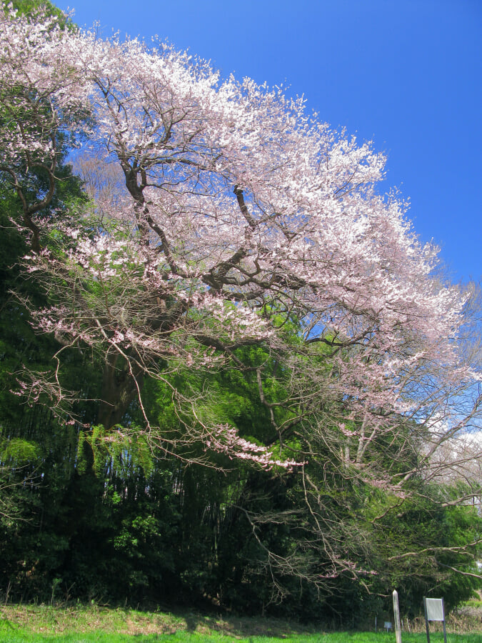 埼玉県自然学習センター・北本自然観察公園の写真1