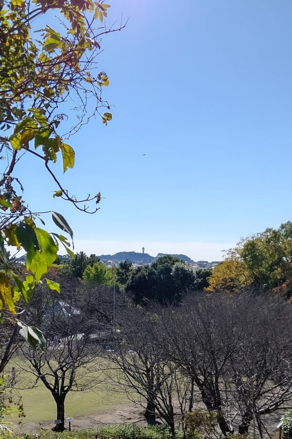 長久保公園都市緑化植物園の写真4