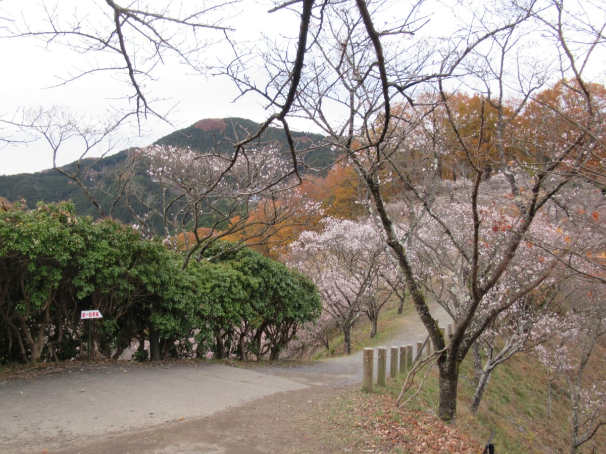 桜山公園の写真8