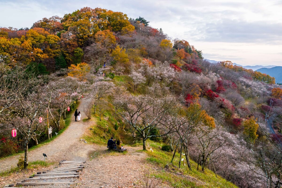 桜山公園の写真1