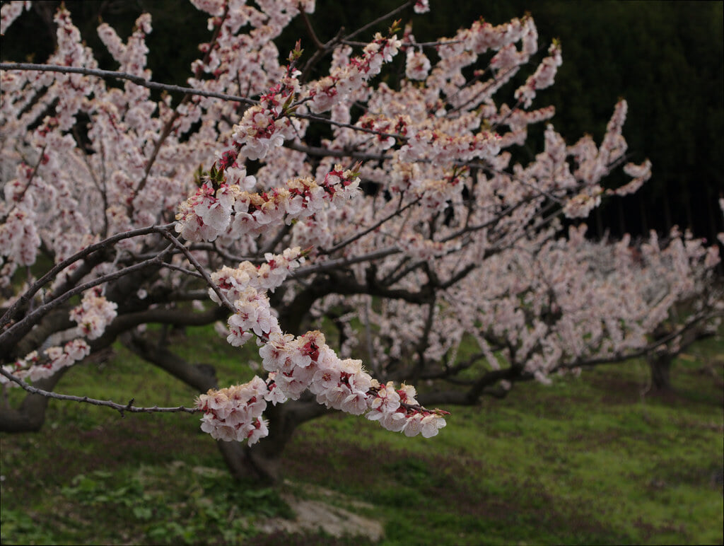 あんずの里の写真4