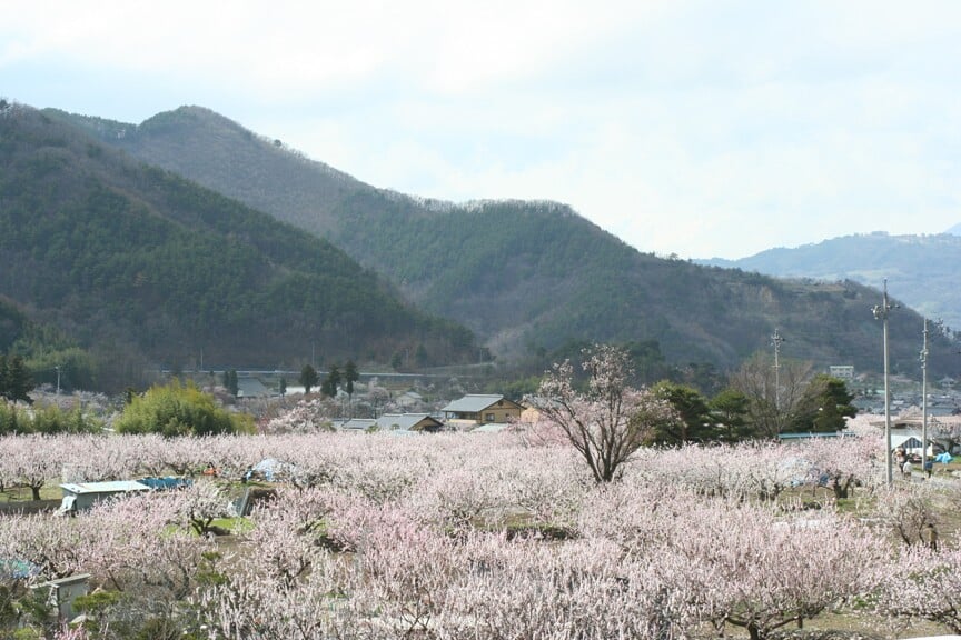 あんずの里の写真1