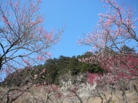長瀞宝登山梅百花園