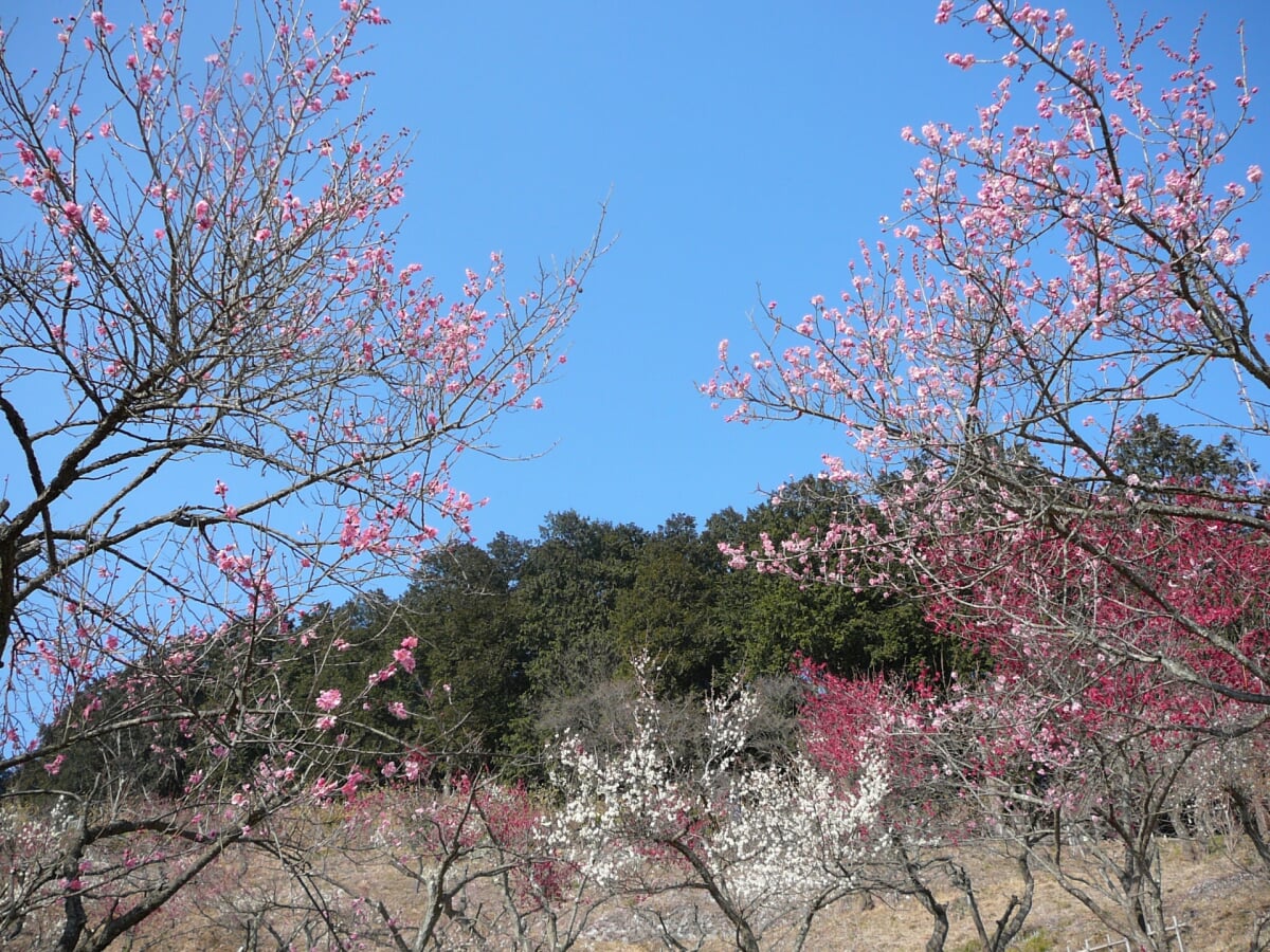 長瀞宝登山梅百花園の写真1