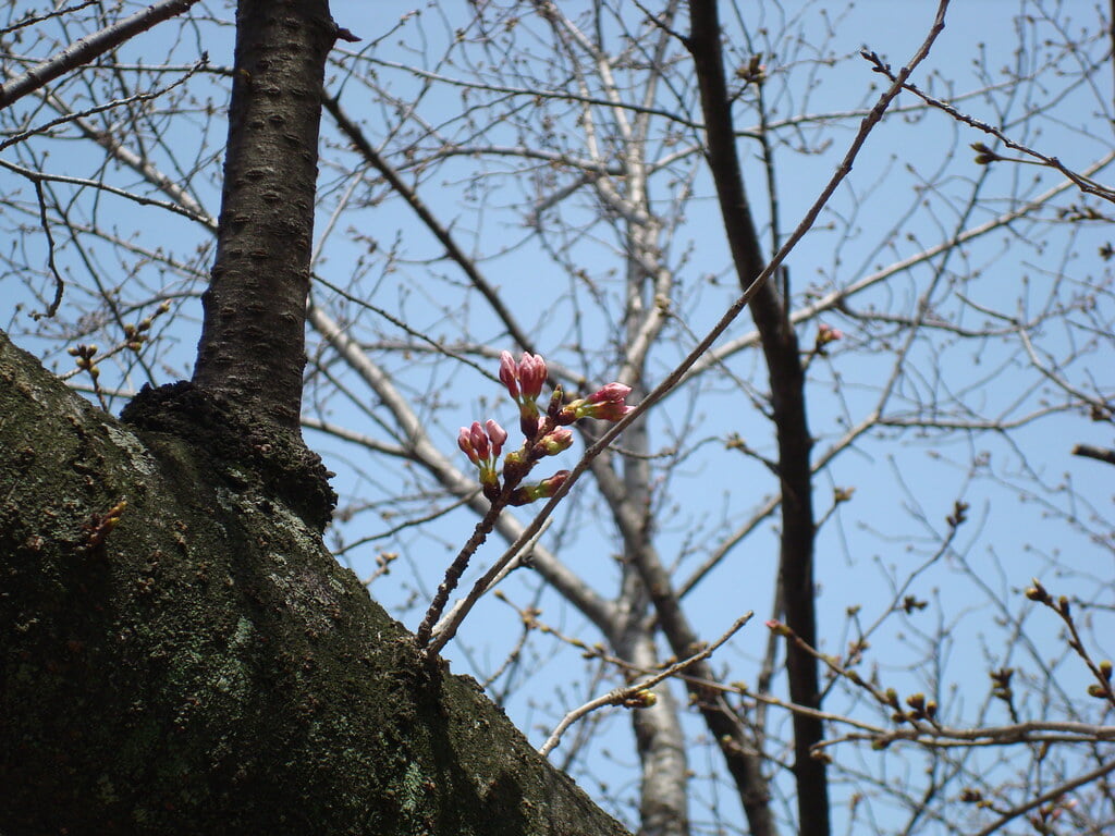 舞鶴公園の写真2