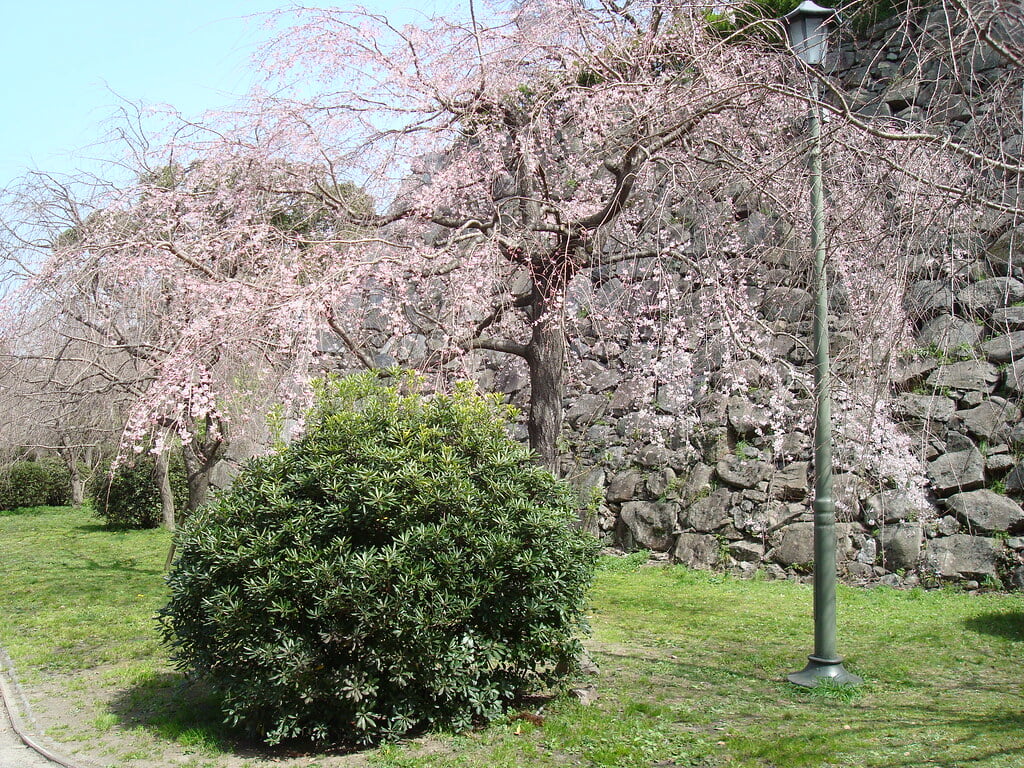 舞鶴公園の写真3
