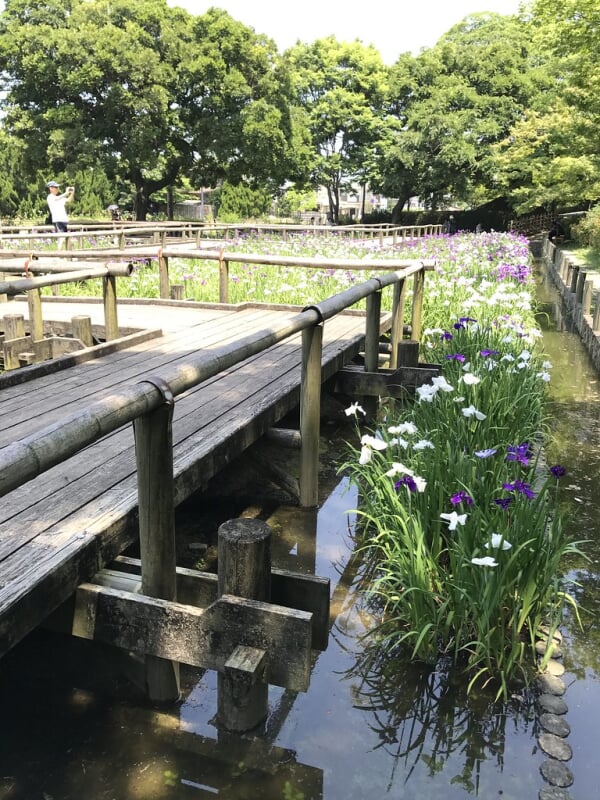 舞鶴公園の写真7