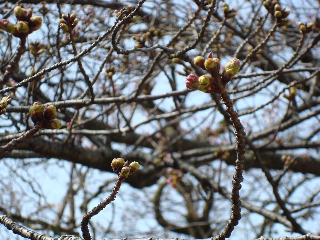 舞鶴公園の写真8