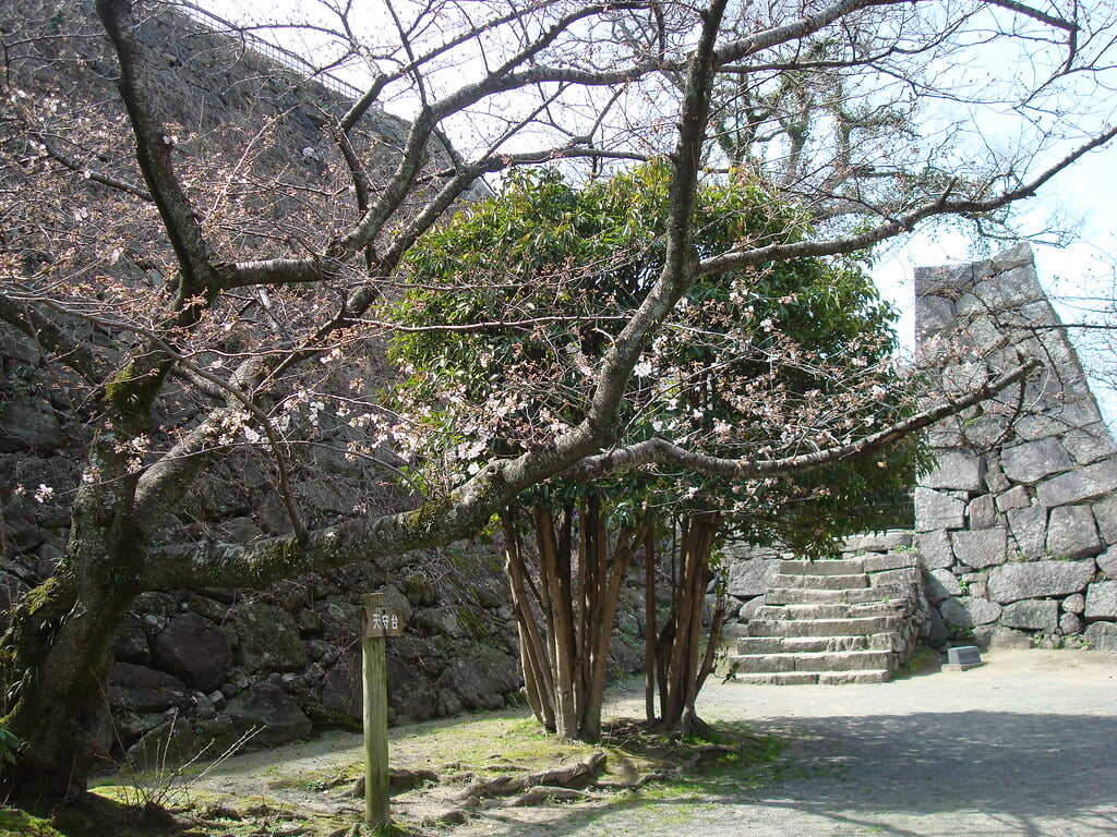 舞鶴公園の写真9