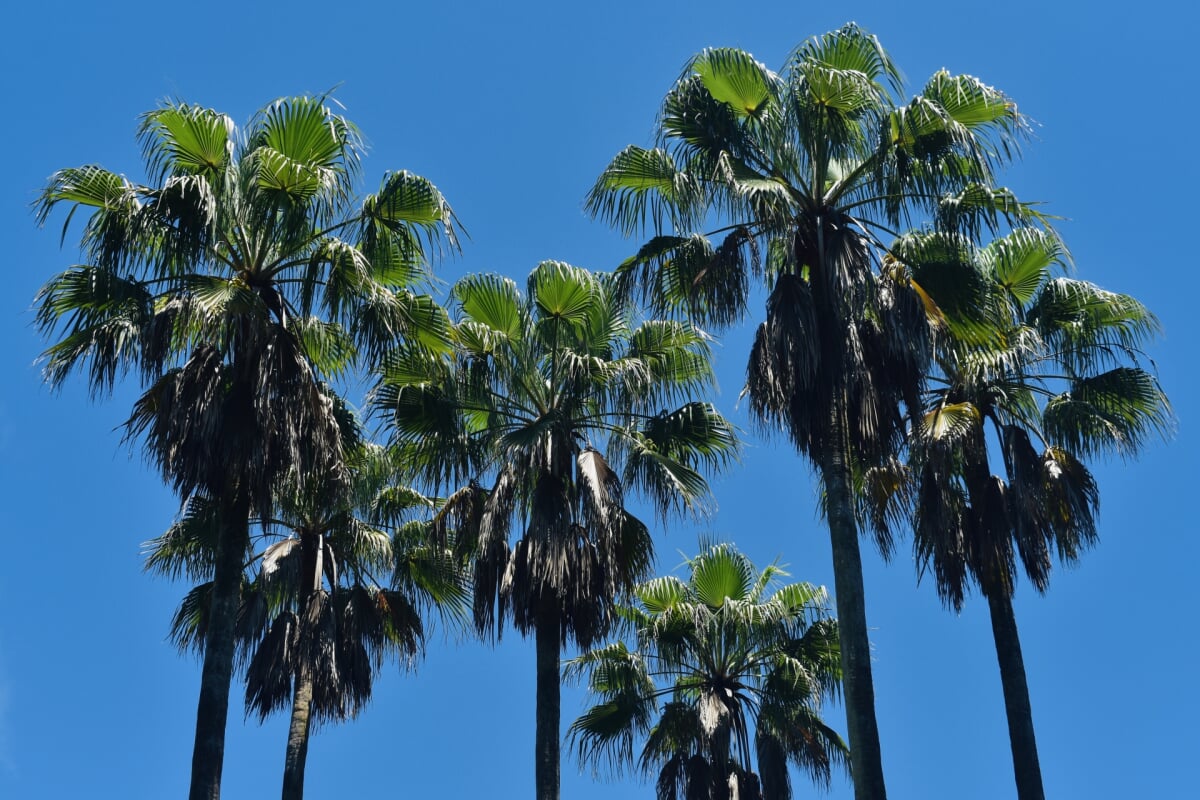 虹ヶ浜海水浴場の写真6