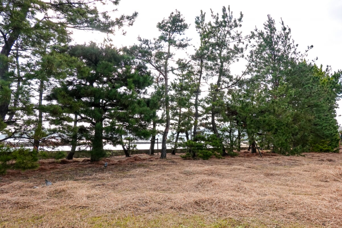 津田の松原海水浴場の写真4