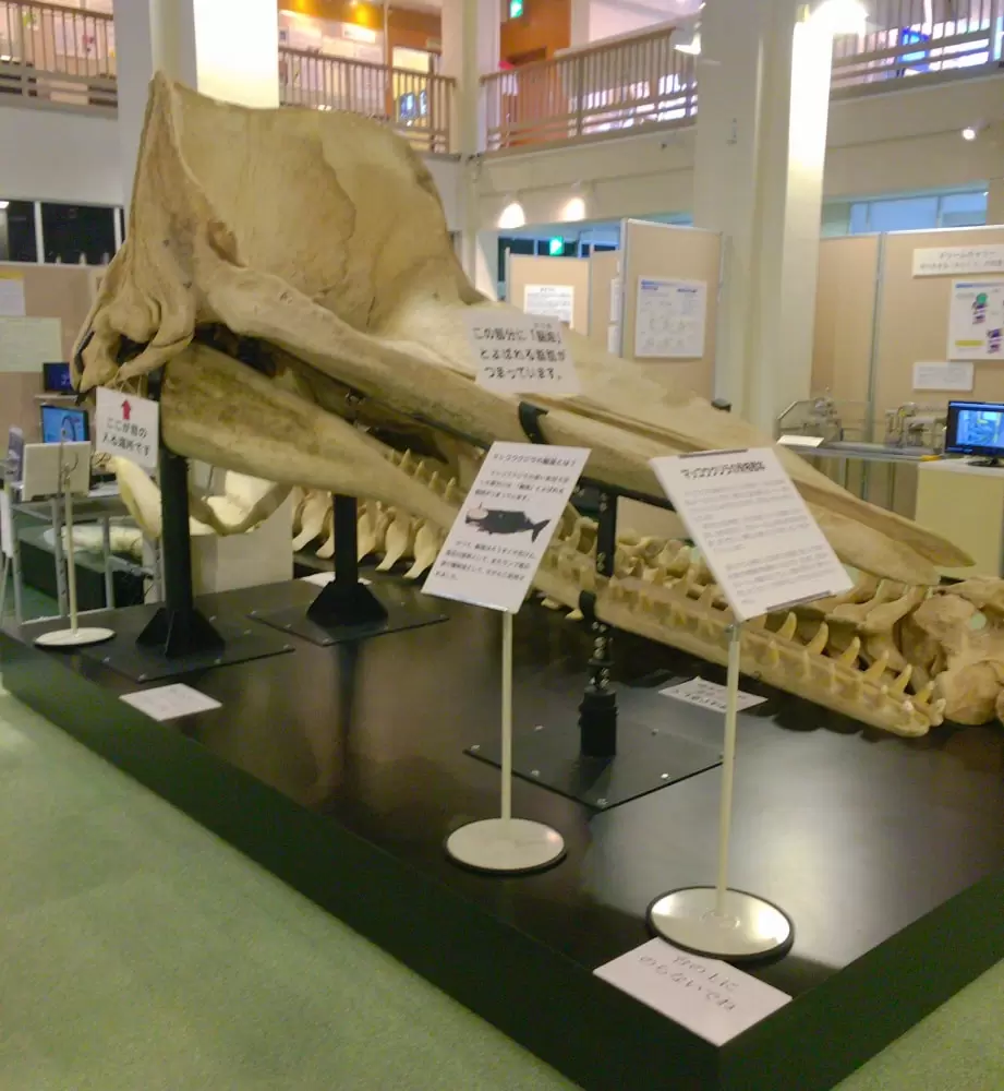 名古屋大学博物館の写真1