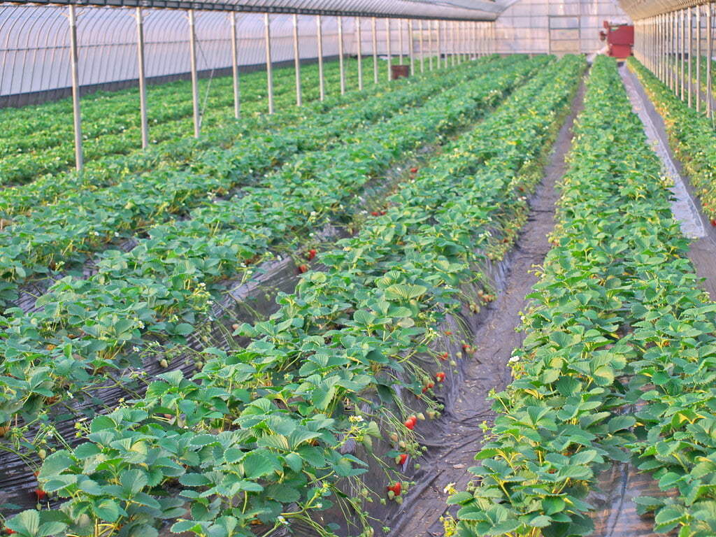 前田いちご園の写真2