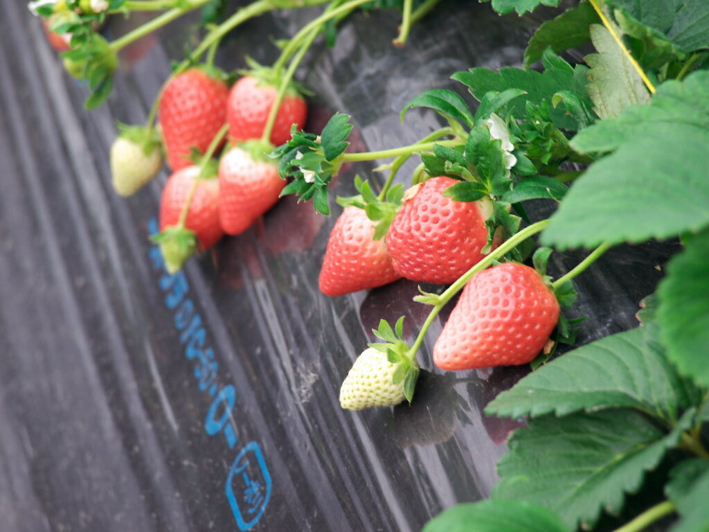 前田いちご園の写真4