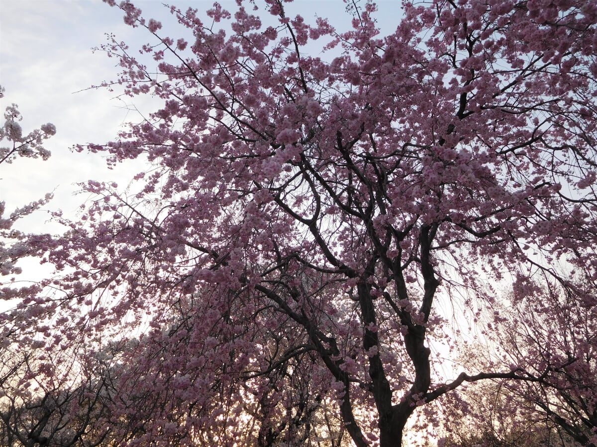 磯部桜川公園の写真2