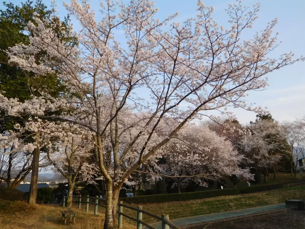 磯部桜川公園の写真1