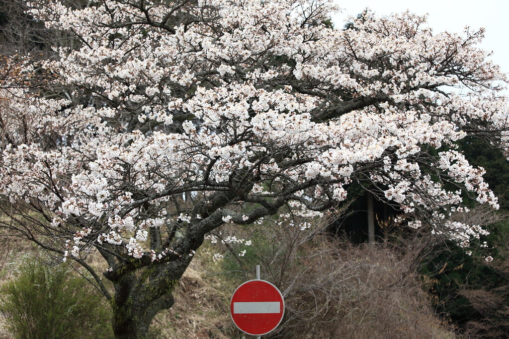 高森峠千本桜の写真2