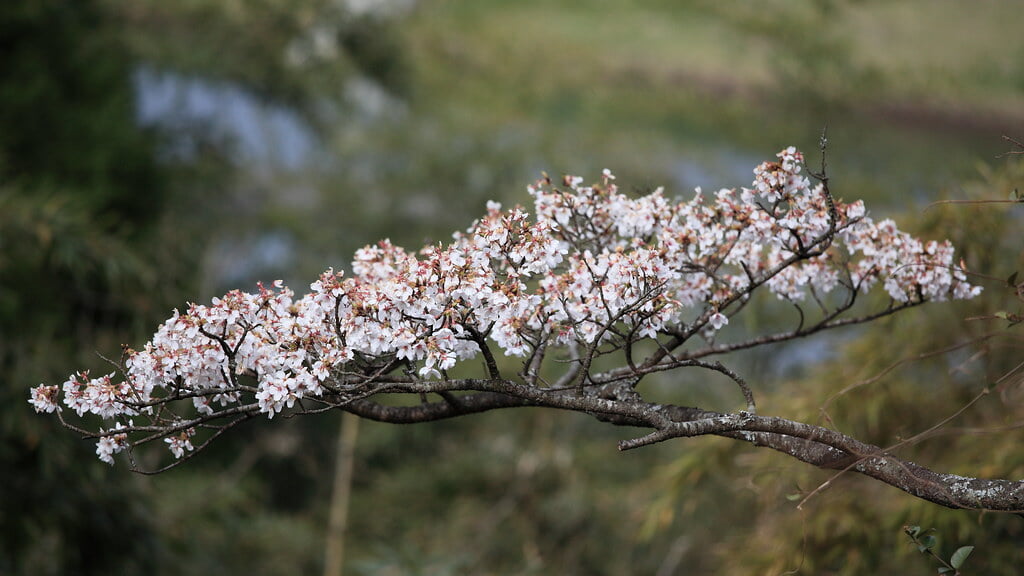 高森峠千本桜の写真3