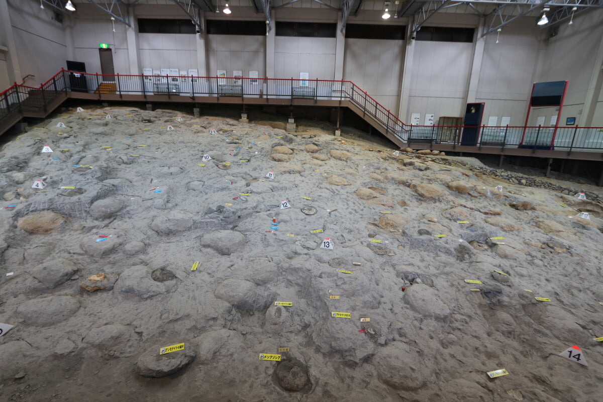 いわき市アンモナイトセンターの写真2