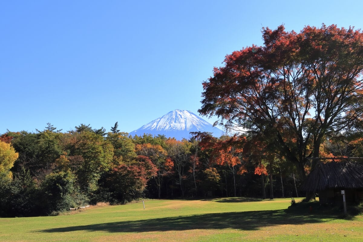 西湖野鳥の森公園の写真2