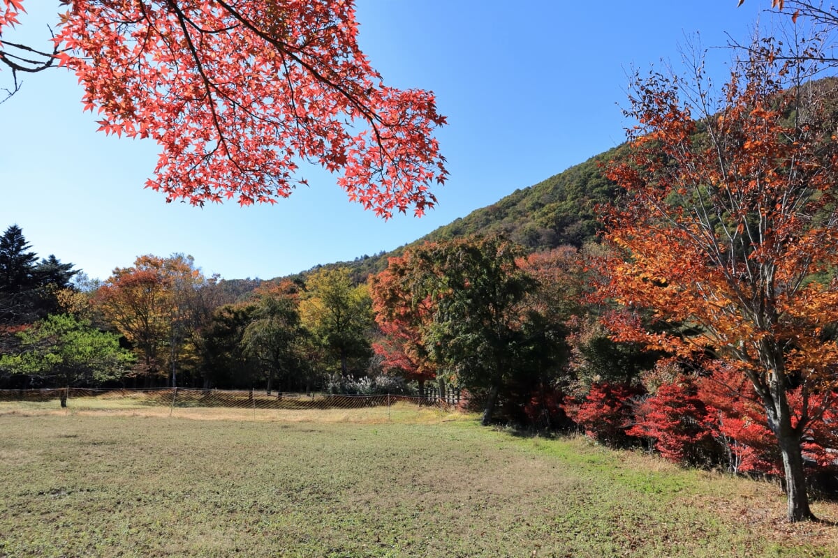 西湖野鳥の森公園の写真5
