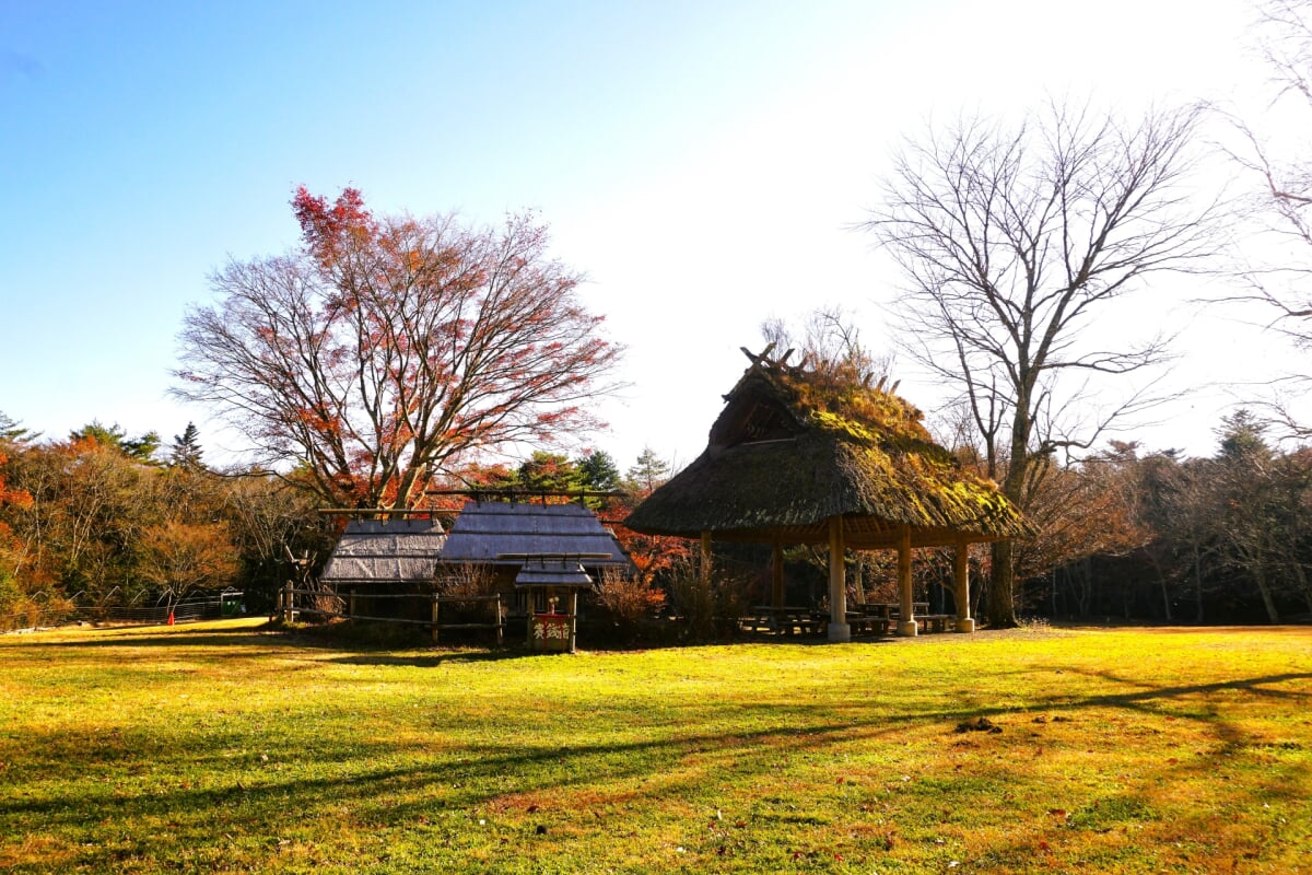 西湖野鳥の森公園の写真7