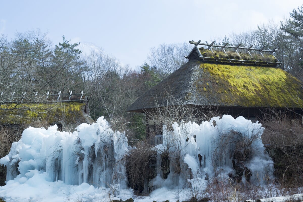 西湖野鳥の森公園の写真8