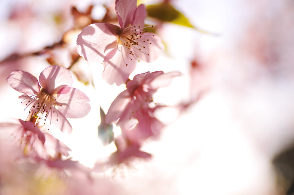 哲学堂公園の写真11