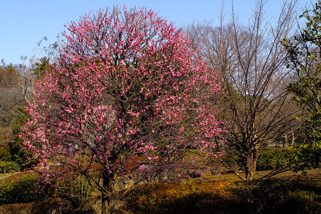哲学堂公園の写真12