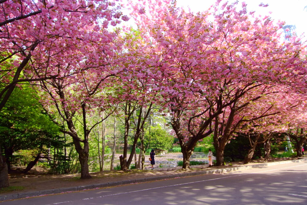 北海道庁旧本庁舎の写真5