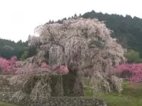 又兵衛桜