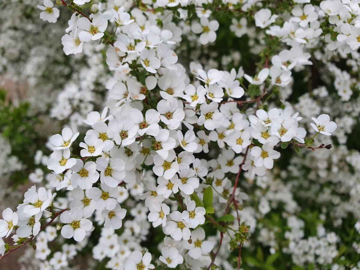 白金台どんぐり児童遊園の写真3
