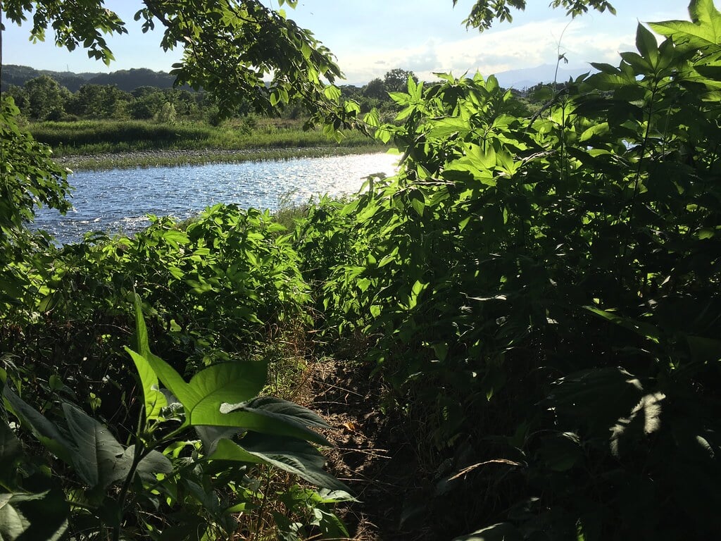 多摩川緑地福生南公園の写真12