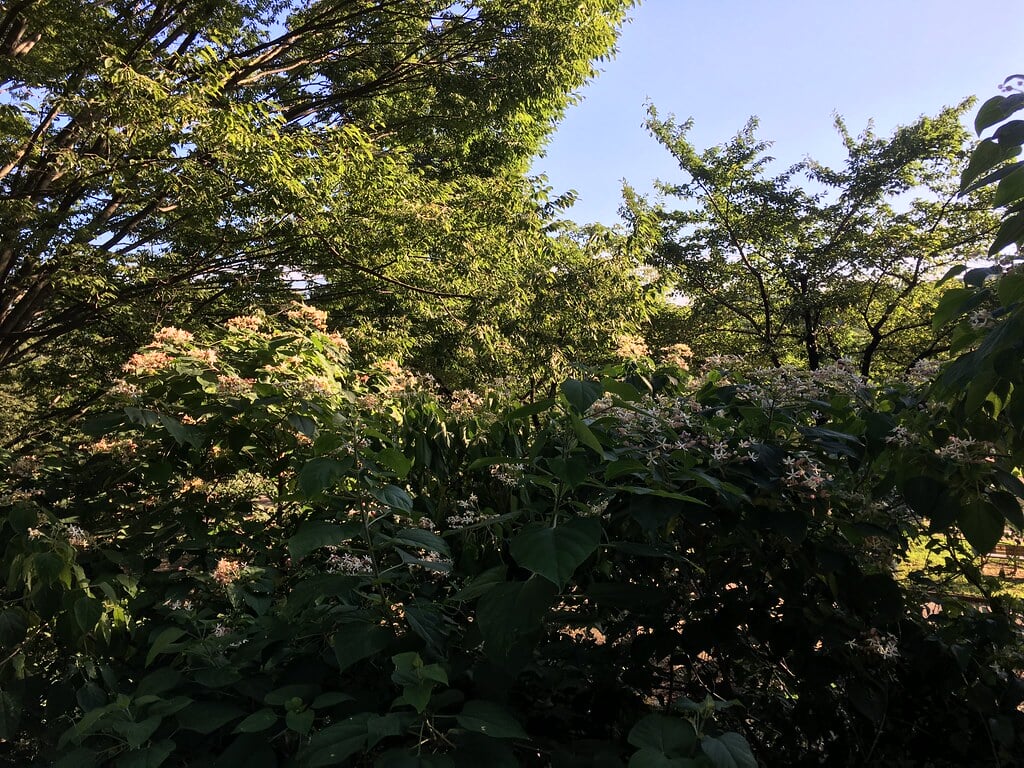 多摩川緑地福生南公園の写真14