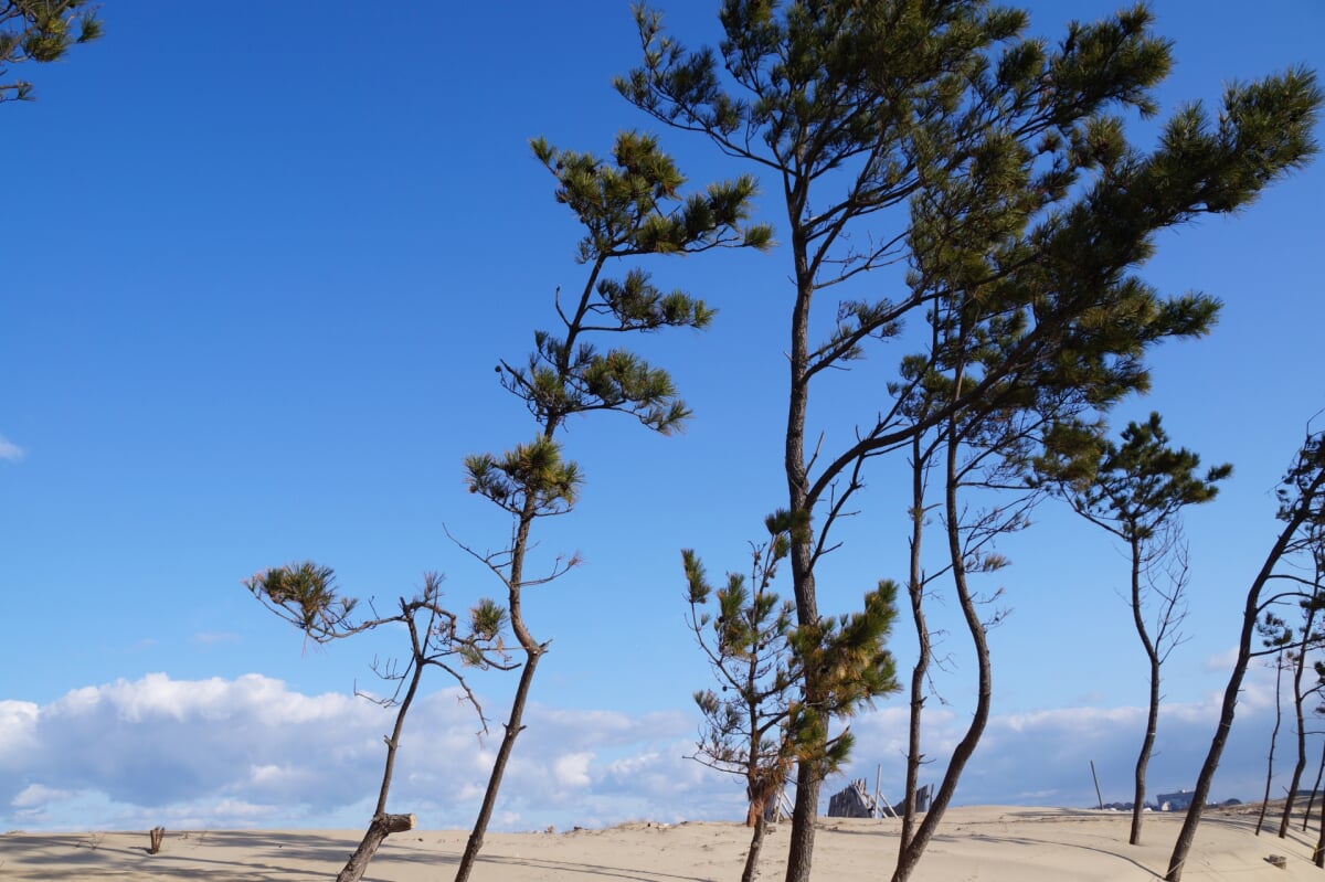 芦屋海浜公園 わんぱーくの写真4
