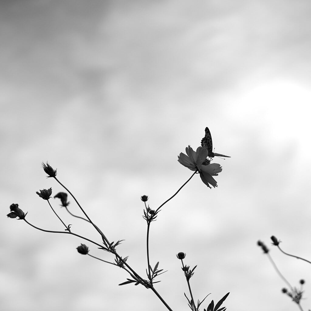 吹上しょうぶ公園の写真3