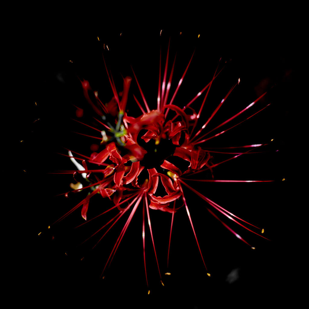 吹上しょうぶ公園の写真4