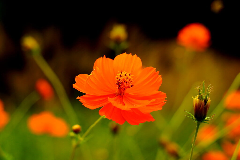 吹上しょうぶ公園の写真6