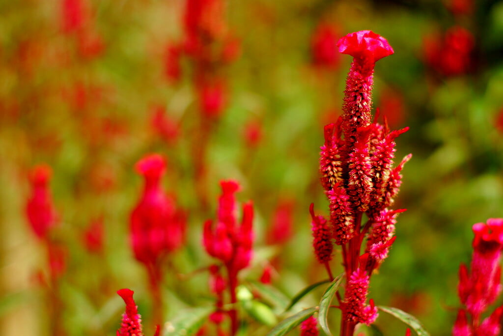 吹上しょうぶ公園の写真7