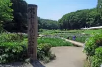 吹上しょうぶ公園