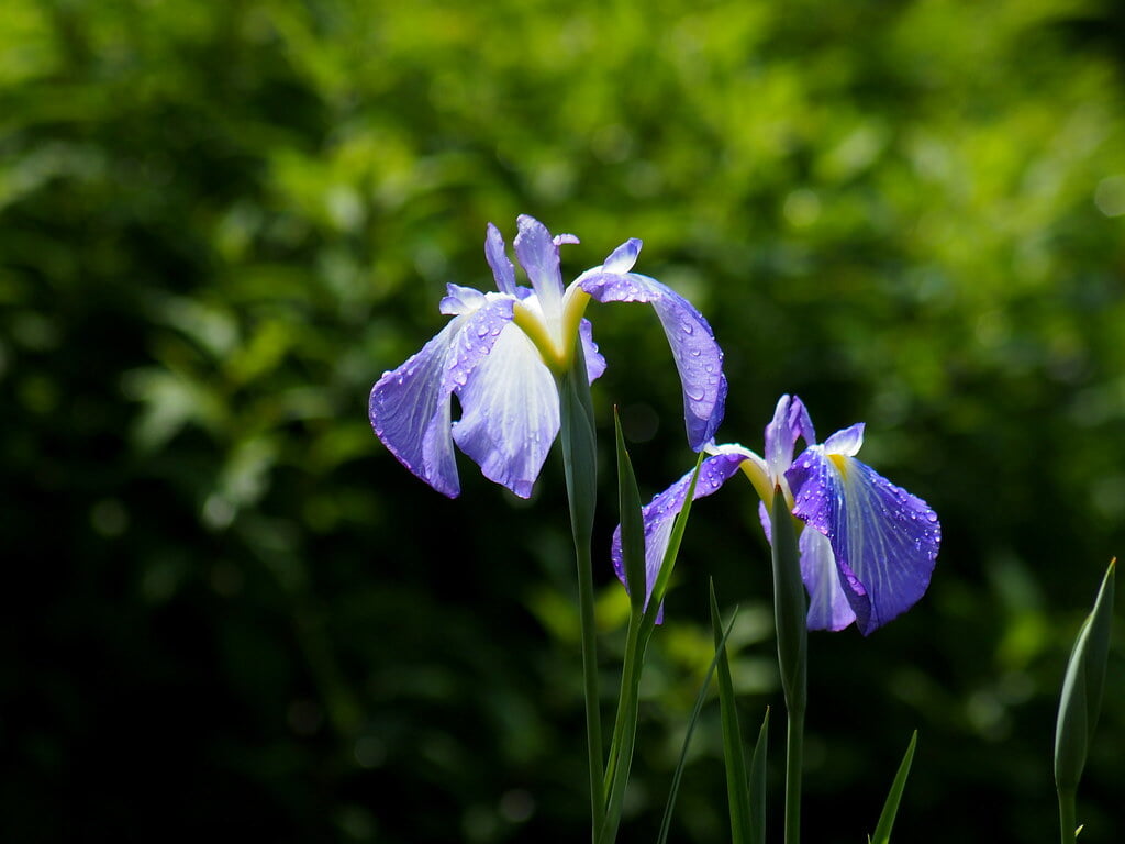吹上しょうぶ公園の写真9