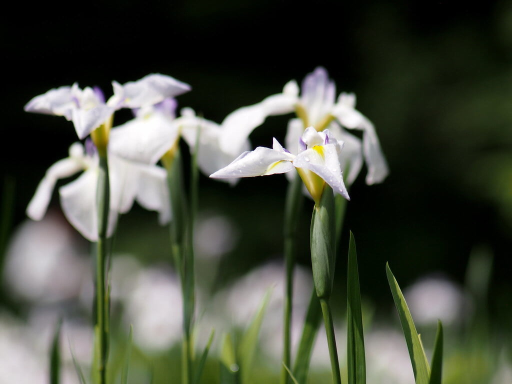 吹上しょうぶ公園の写真10
