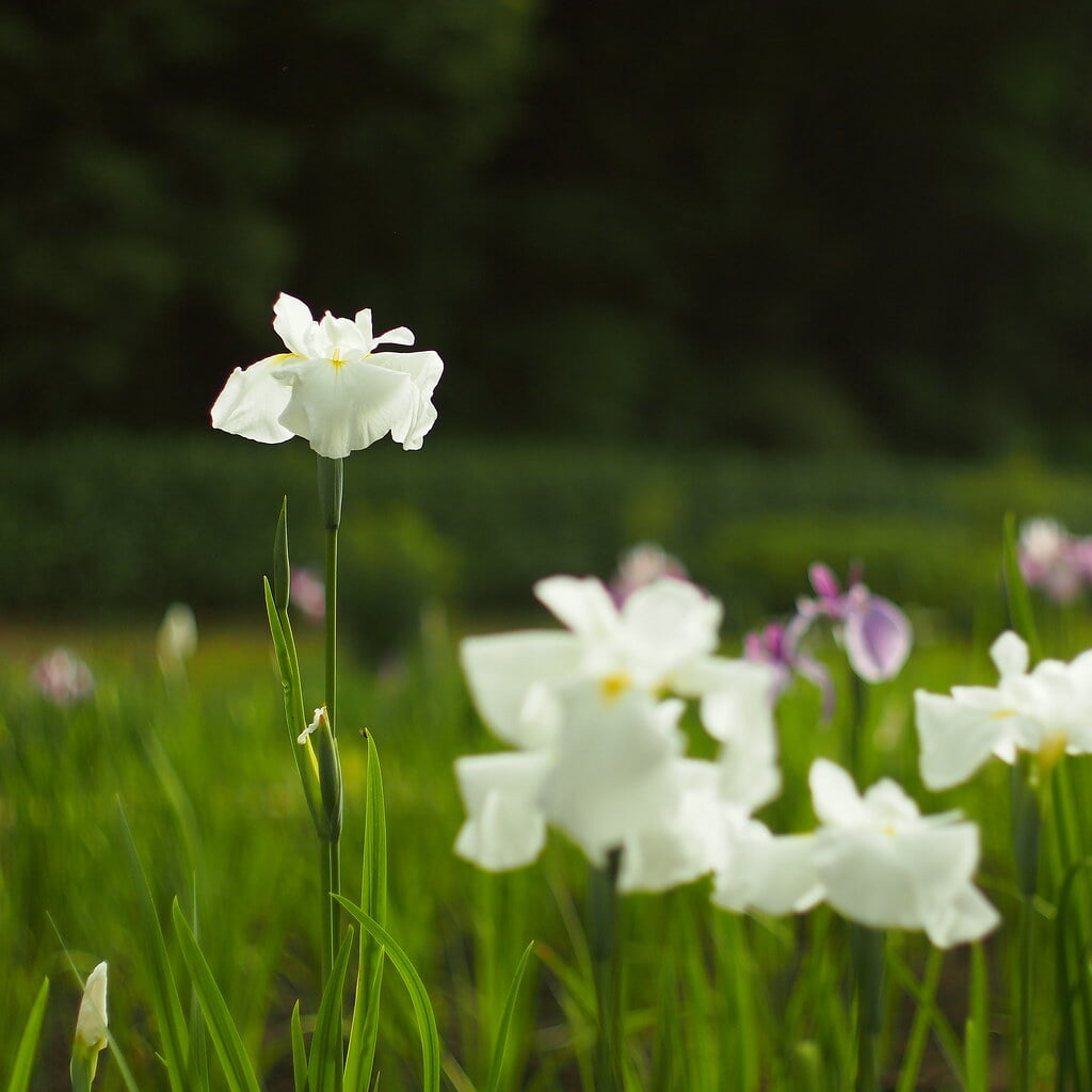 吹上しょうぶ公園の写真11